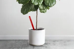 UCLL Plantenprikkers